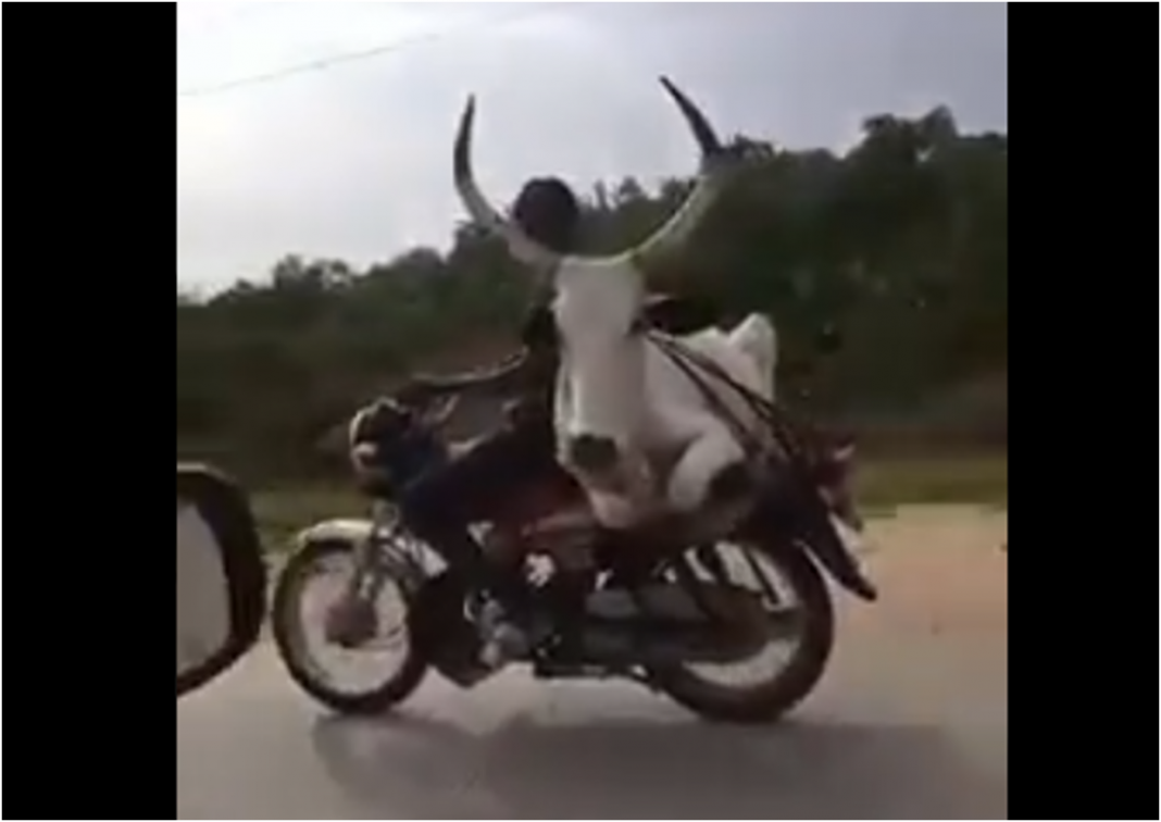VÍDEO: homem carrega um Boi na garupa da moto e cena cômica viraliza